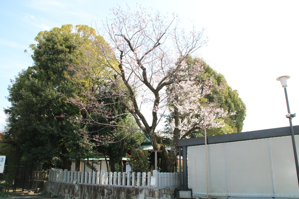 津島社の桜