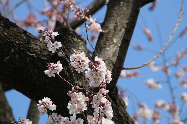 津島社の桜