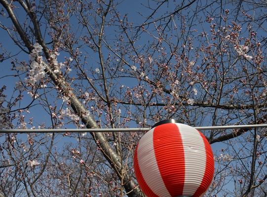 早咲きの桜の木