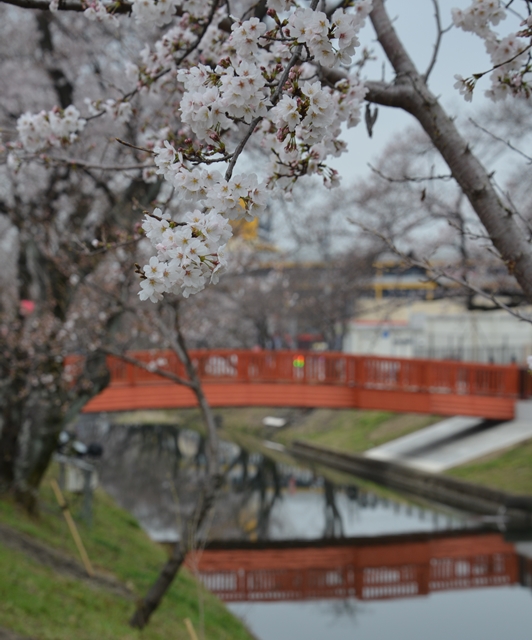 遊歩道から花見橋を望む画像