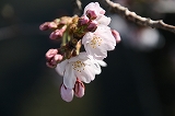 桜20110401