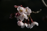 桜20110405