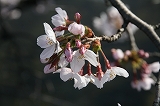 桜20110406