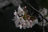 桜20110407