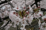 桜20110408