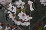 桜20110411