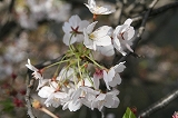 桜20110412