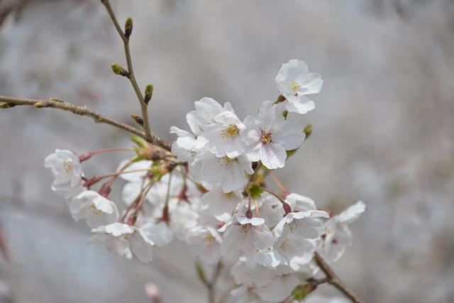4月4日桜の様子