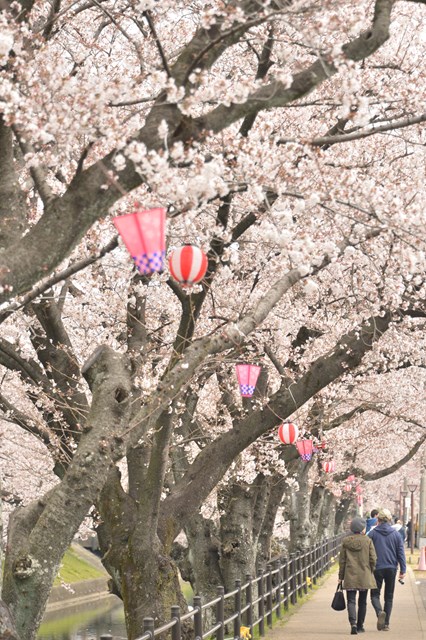 4月4日桜の様子２
