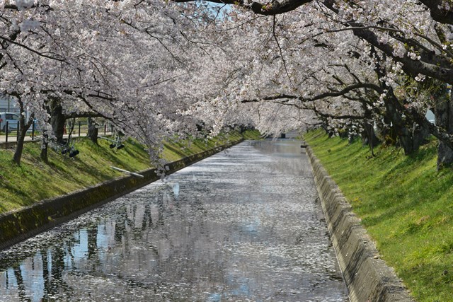 4月8日の桜の様子です。