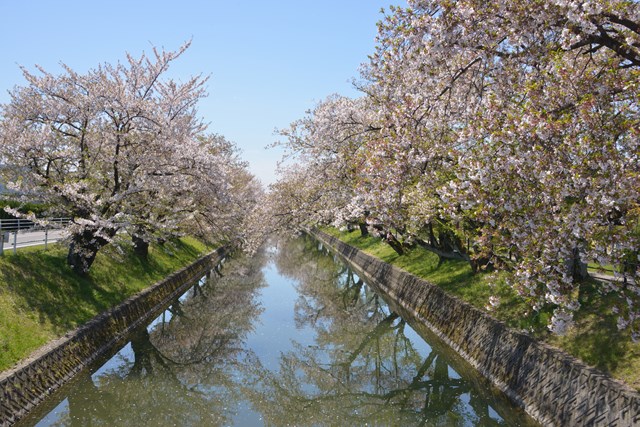 4月16日の桜の様子
