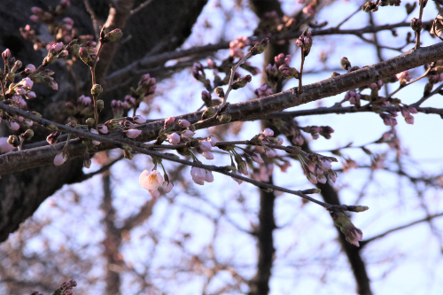 桜の花