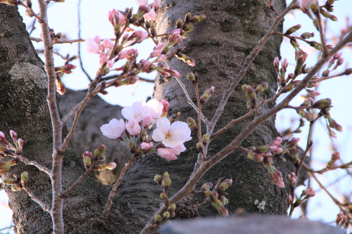 桜の花