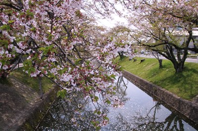 桜の花