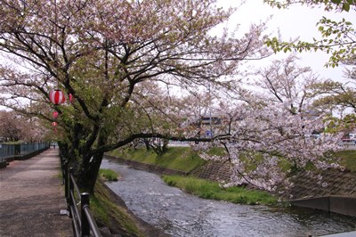 桜の花