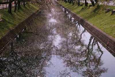 桜の花