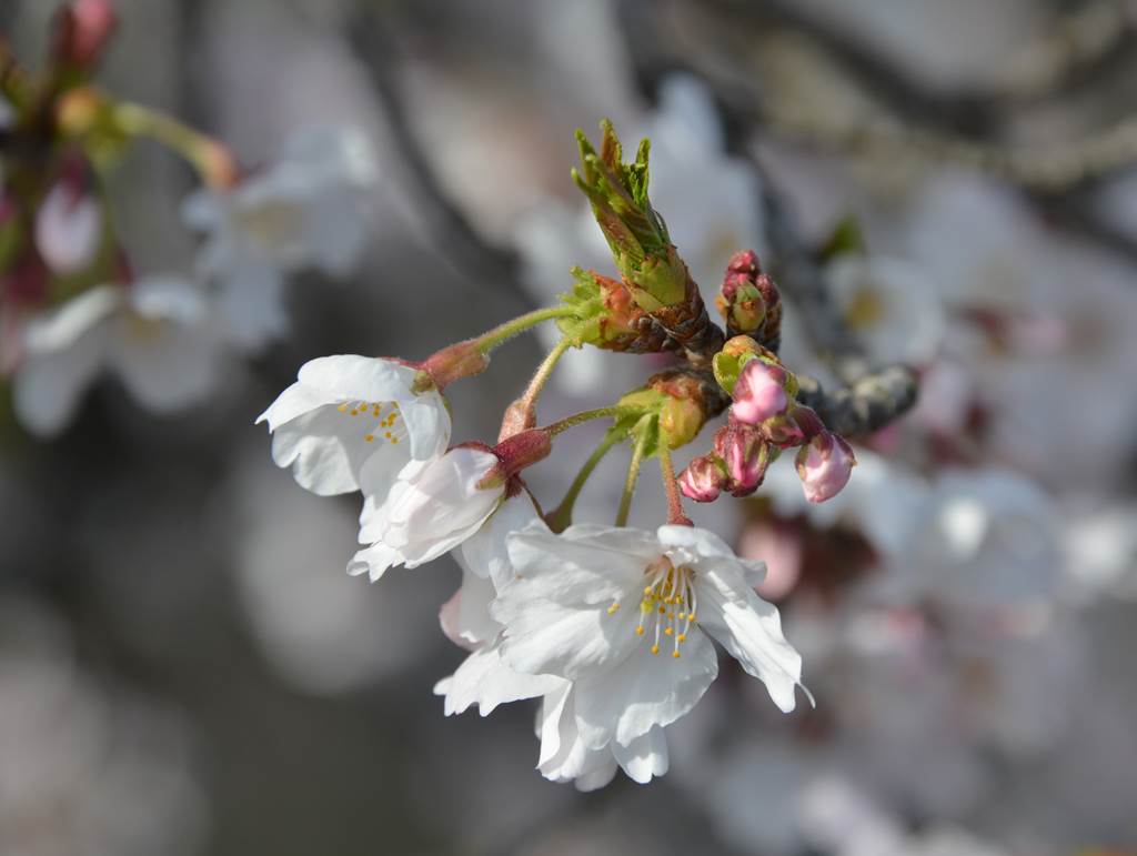 桜の花