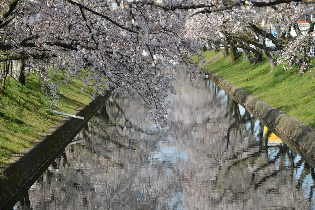 桜の花