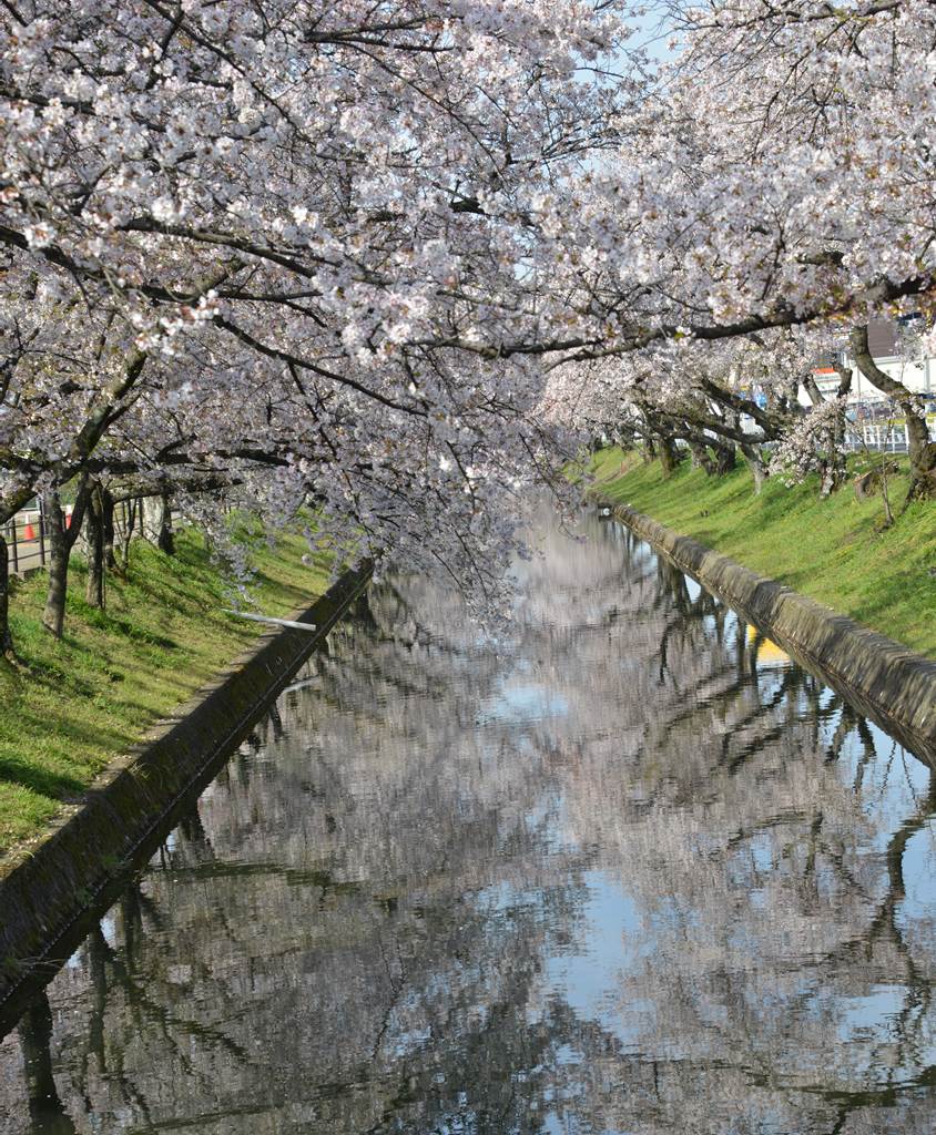 桜の花