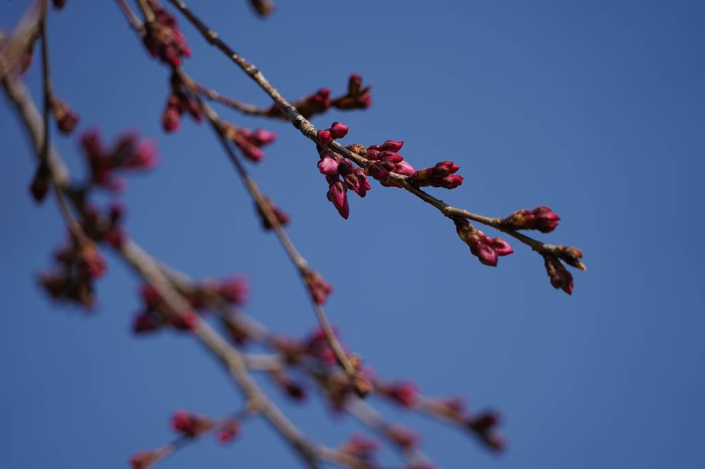 桜の花