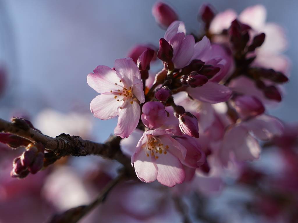 桜の花