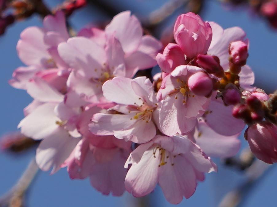 桜の花