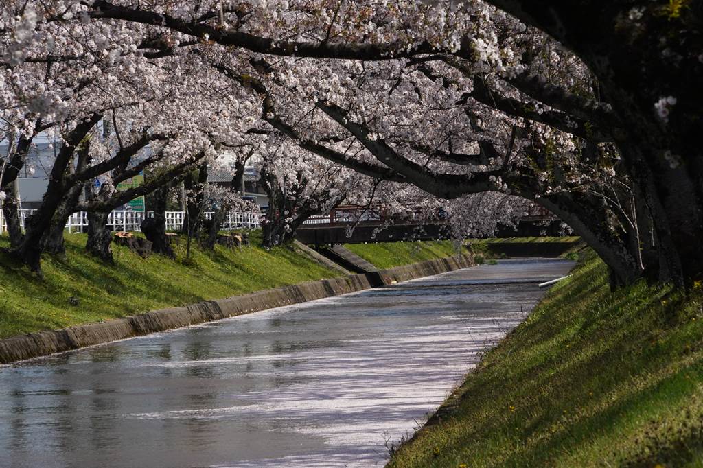 桜の花