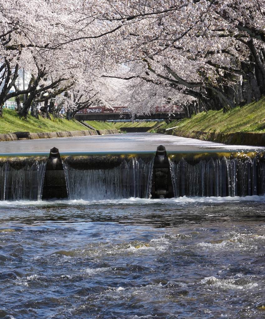 桜の花