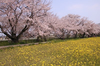 桜の花