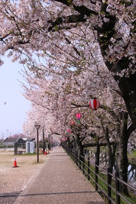 桜の花