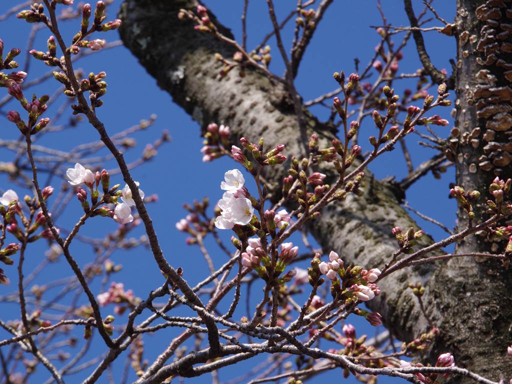 桜の花