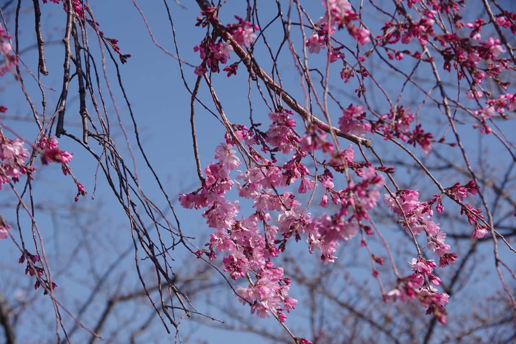 桜の花