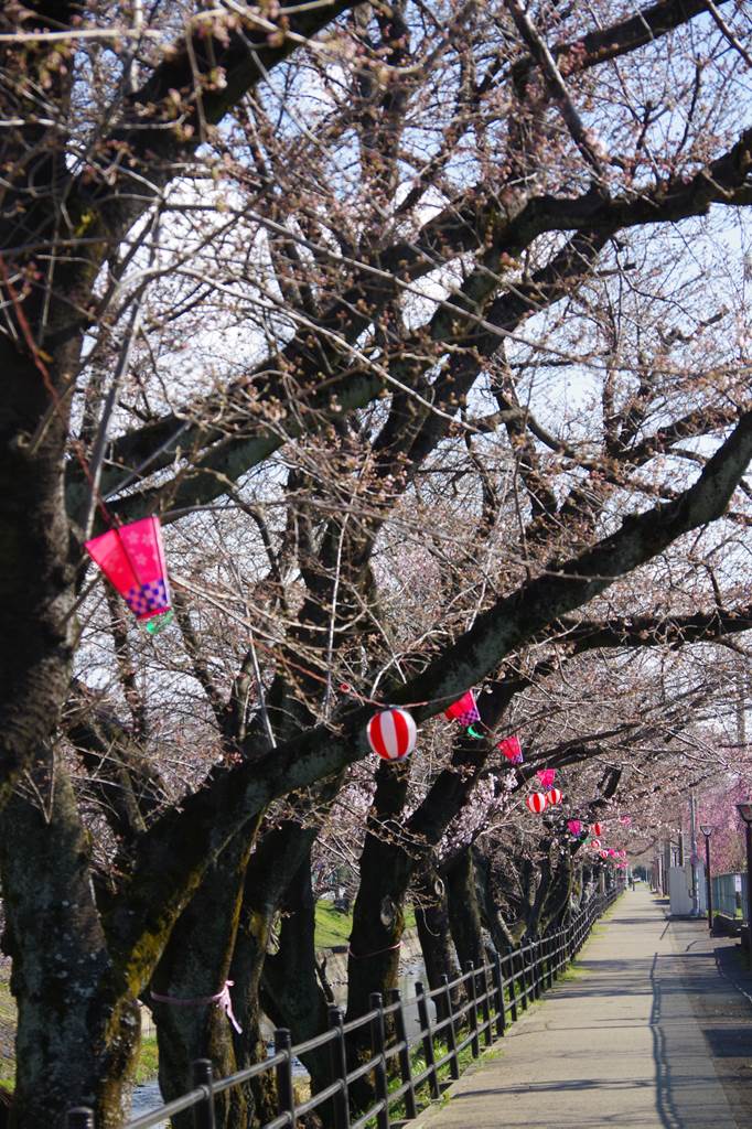 桜の花