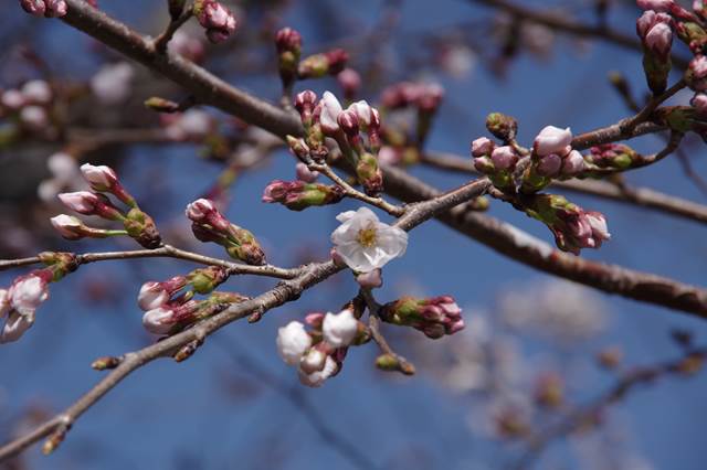 桜の花