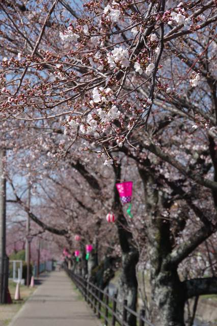 桜の花