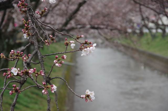 桜の花