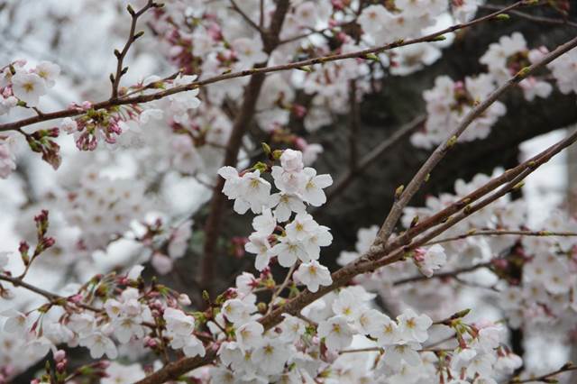 桜の花