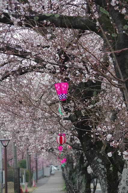 桜の花