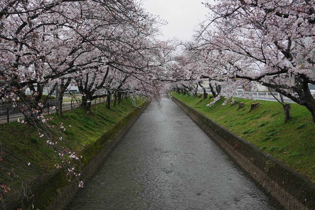 桜の花