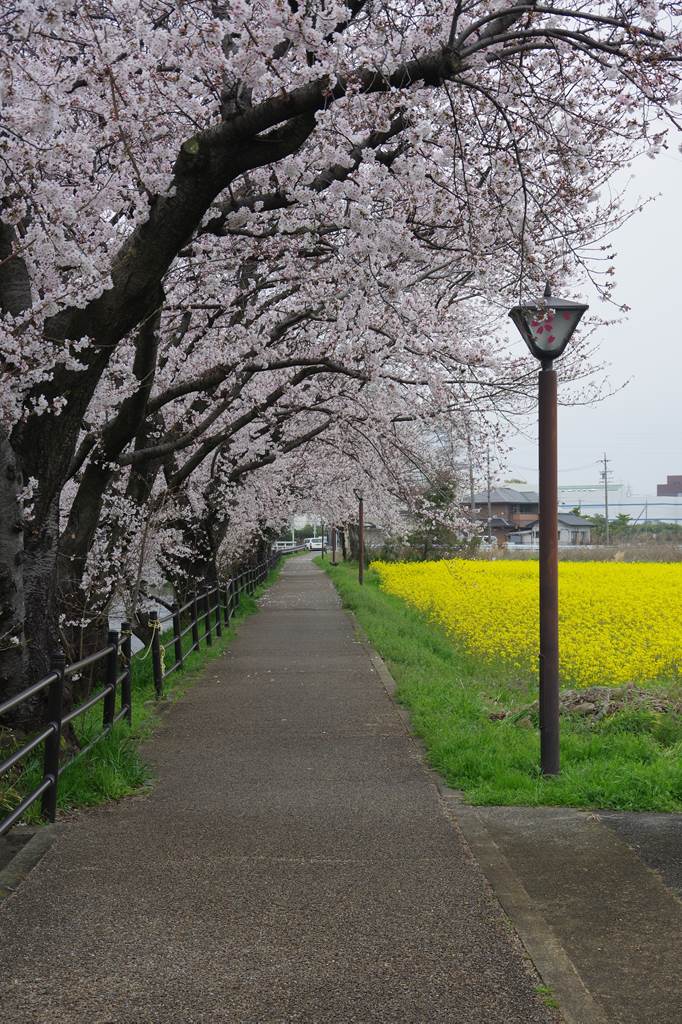 桜の花