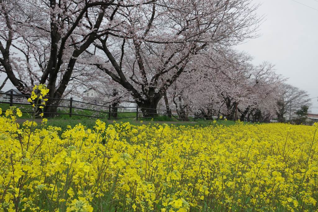 桜の花