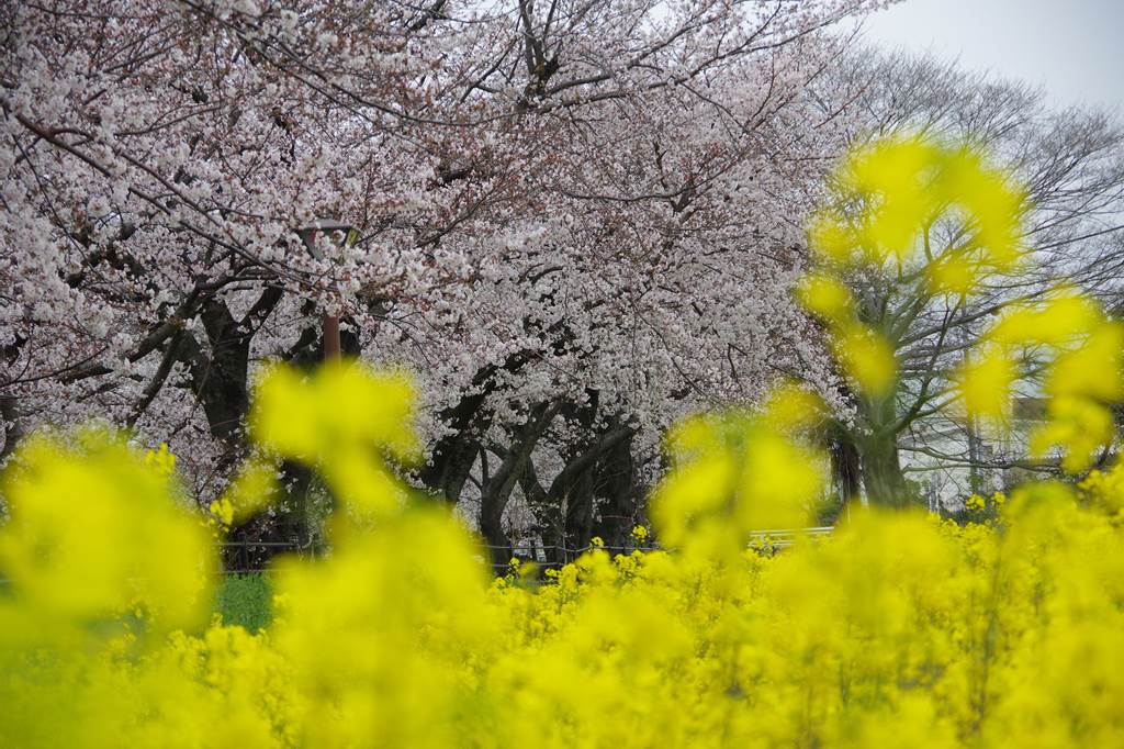 桜の花