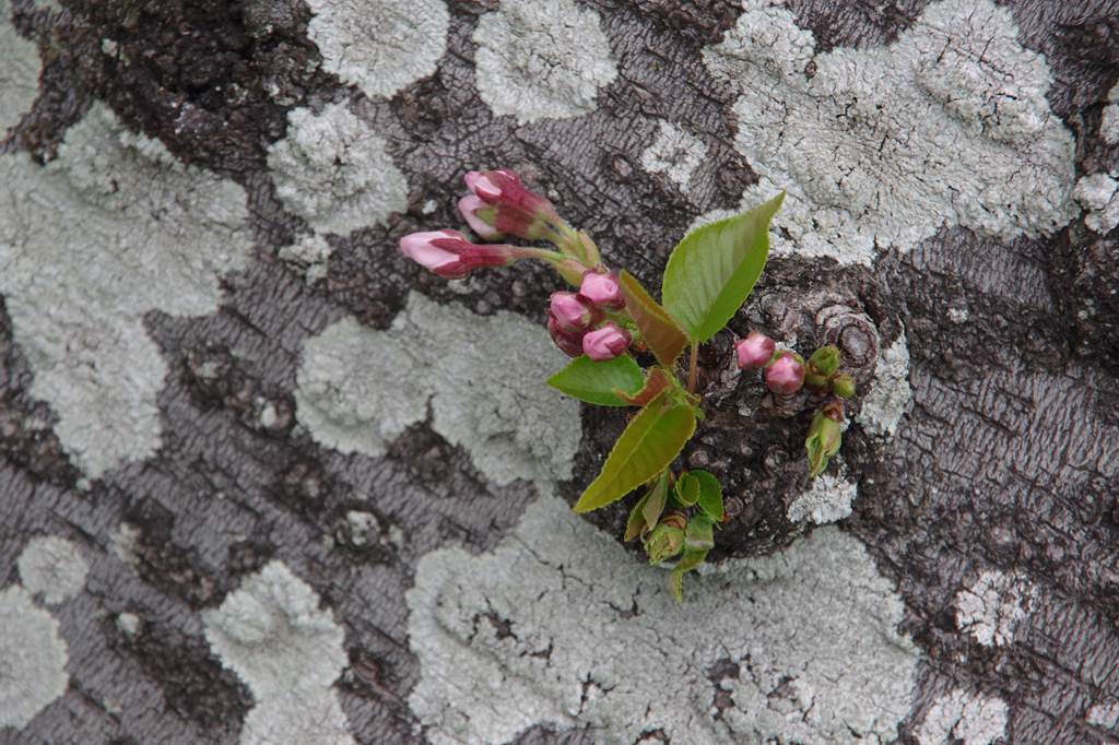 桜の花