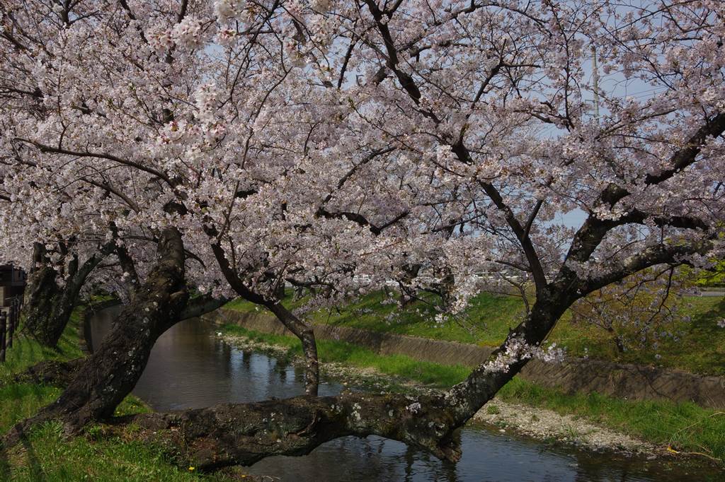 桜の花