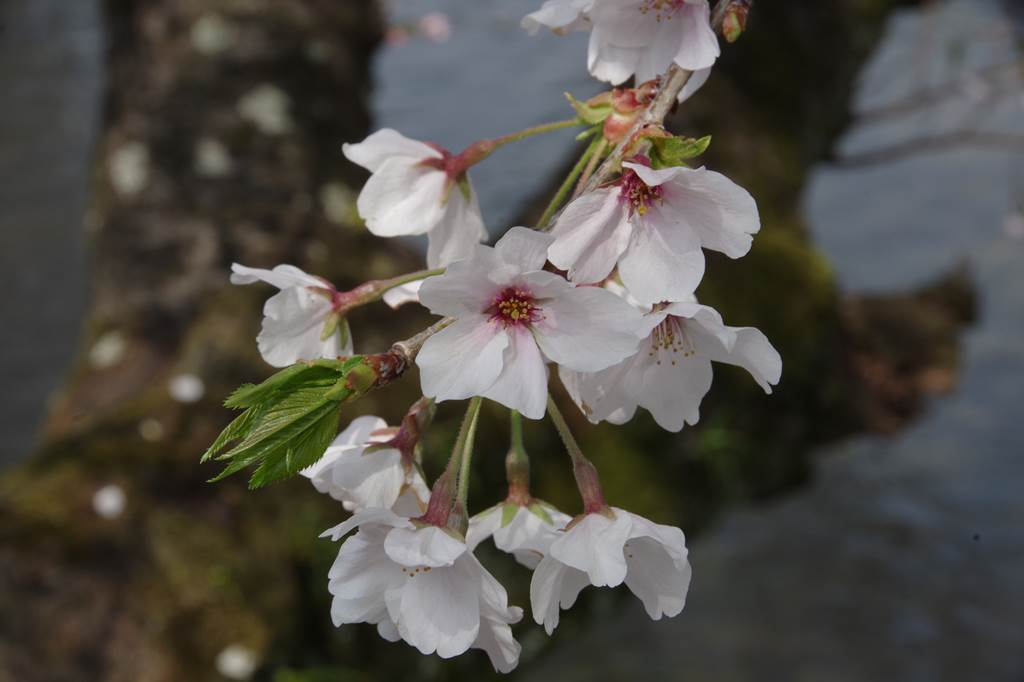 桜の花