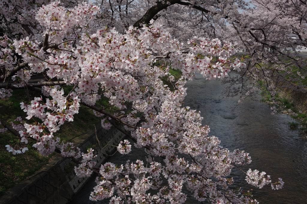 桜の花