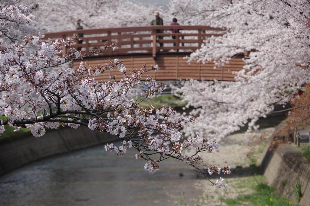 桜の花