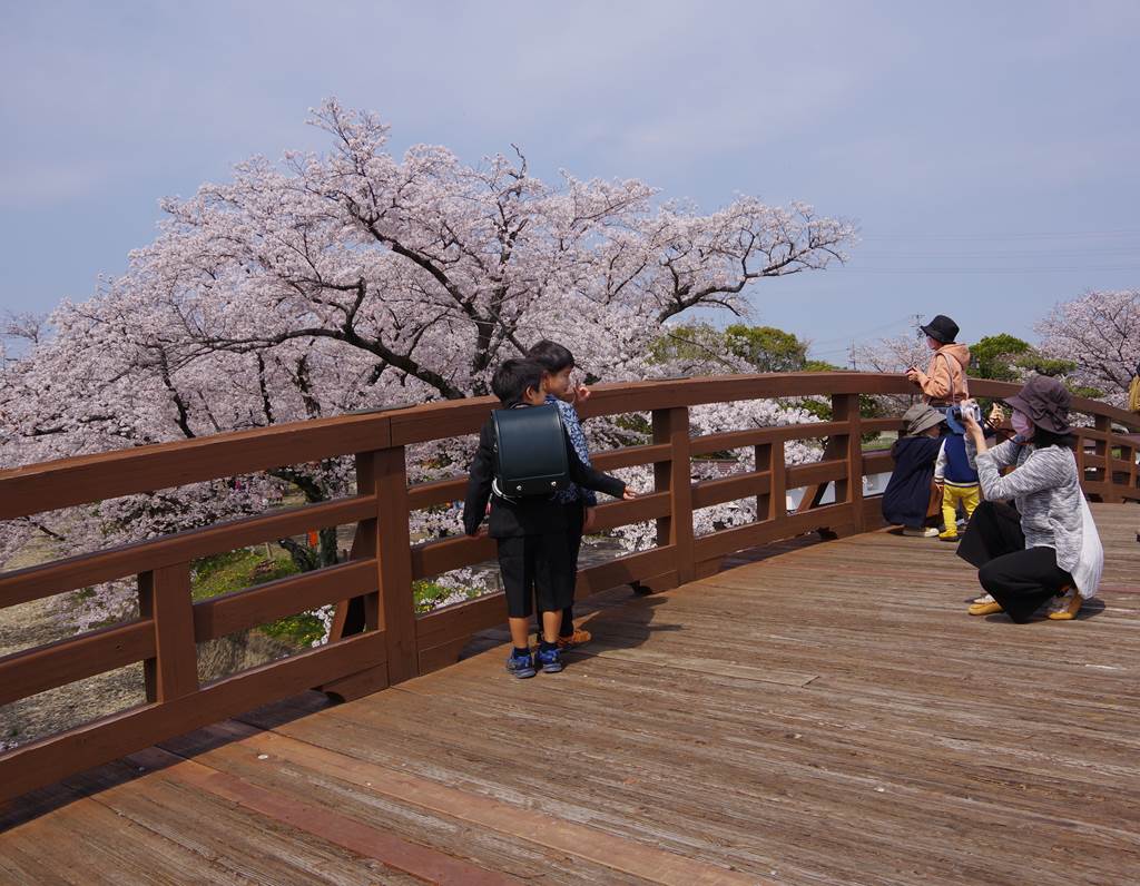 桜の花