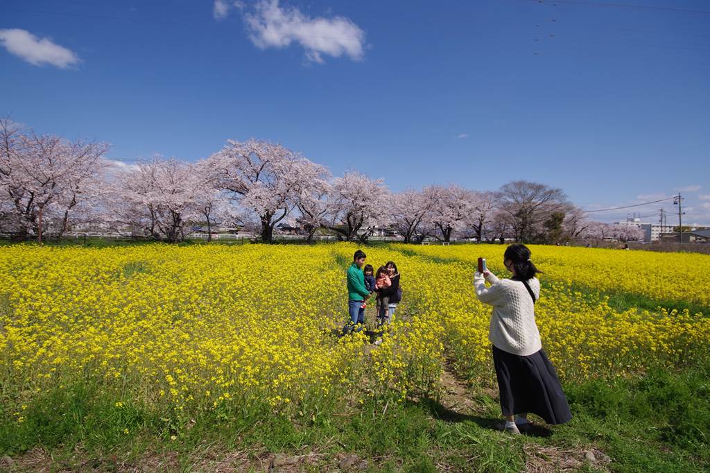 桜の花