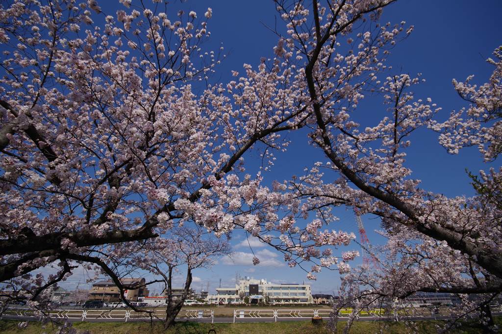 桜の花